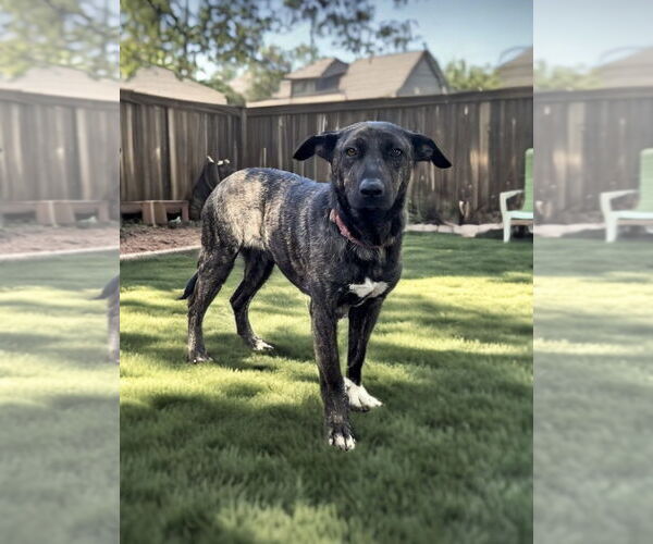 Medium Photo #11 Dutch Shepherd -Unknown Mix Puppy For Sale in Sandy, UT, USA