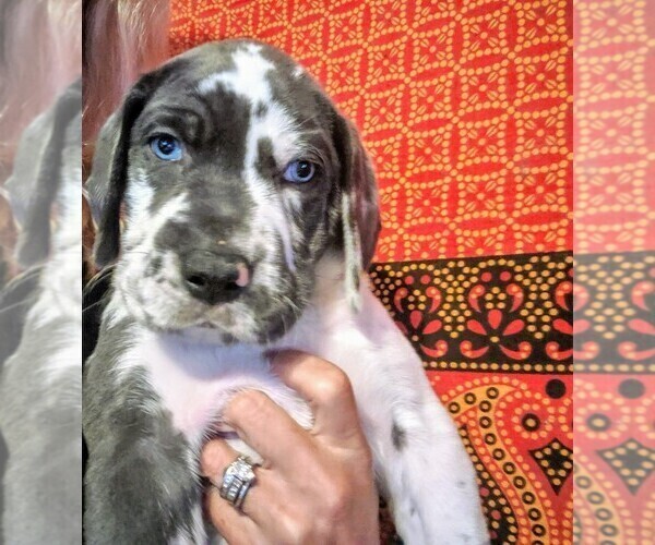 Medium Photo #3 Great Dane Puppy For Sale in WILM, NC, USA