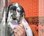 Small Photo #3 Great Dane Puppy For Sale in WILM, NC, USA