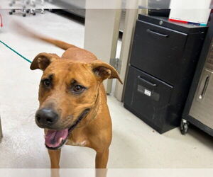 American Pit Bull Terrier-Unknown Mix Dogs for adoption in Sanford, FL, USA