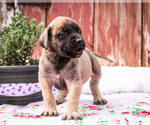 Small Photo #20 Mastiff Puppy For Sale in WAKARUSA, IN, USA