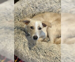 Indigo - Male Chihuahua-Unknown Mix Dog for Adoption - Photo #9