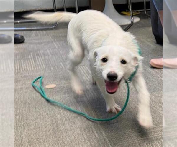 Medium Photo #1 Mutt Puppy For Sale in Peoria, IL, USA