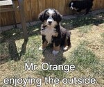 Small Photo #27 Bernese Mountain Dog Puppy For Sale in SALMON, ID, USA