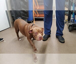 American Pit Bull Terrier Dogs for adoption in Aurora, IL, USA