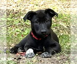 Small Photo #3 Shepradors Puppy For Sale in Minneapolis, MN, USA