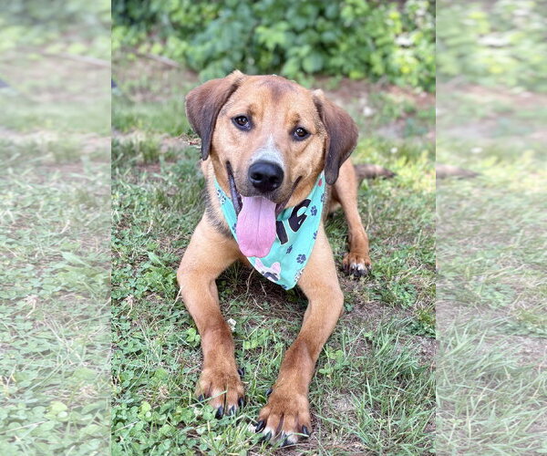 Medium Photo #2 Mutt Puppy For Sale in Spring Lake, NJ, USA