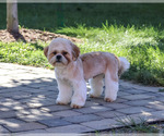 Fox - Male Shih Tzu Puppy for Sale - Photo #5