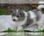 Image preview for Ad Listing. Nickname: Litter of 3