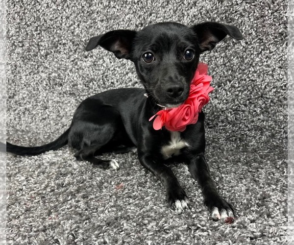 Medium Photo #1 Chihuahua-Unknown Mix Puppy For Sale in Grafton, WI, USA