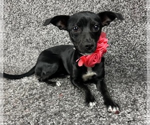 Chihuahua-Unknown Mix Dogs for adoption in Grafton, WI, USA