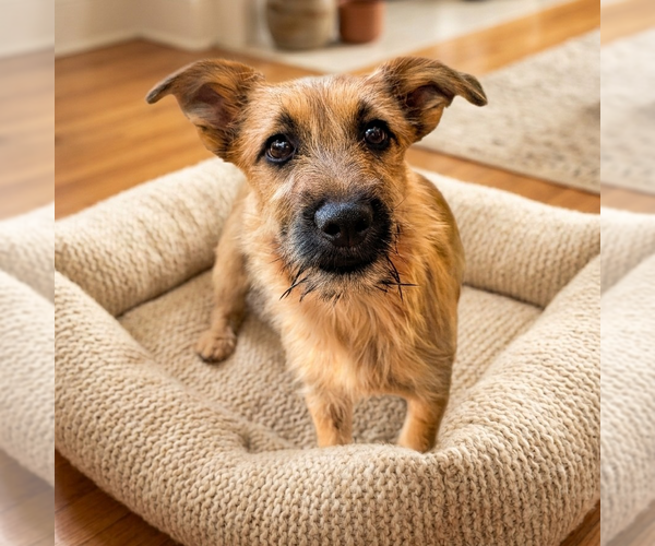 Medium Photo #3 Mutt Puppy For Sale in Vail, AZ, USA