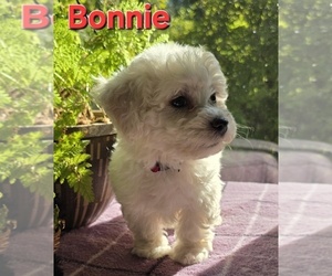 Bichon Frise Puppy for sale in FREMONT, MI, USA