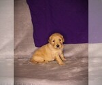 Small #9 Golden Retriever