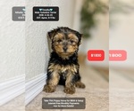 Image preview for Ad Listing. Nickname: Timothy