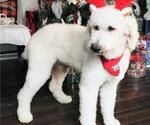 Small Photo #1 Sheepadoodle Puppy For Sale in FONTANA, CA, USA