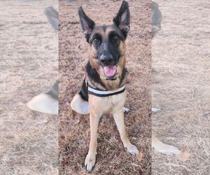German Shepherd Dog Dogs for adoption in La Grange , NC, USA