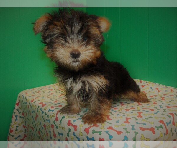 Medium Photo #4 Yorkshire Terrier Puppy For Sale in PATERSON, NJ, USA