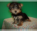 Small Photo #4 Yorkshire Terrier Puppy For Sale in PATERSON, NJ, USA