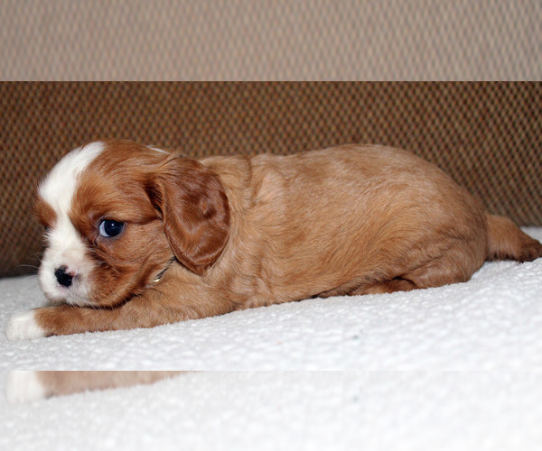 Medium Photo #3 Cavalier King Charles Spaniel Puppy For Sale in SPRING HILL, FL, USA