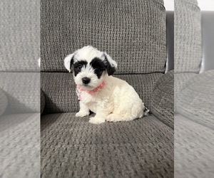 YorkiePoo Puppy for sale in JEFFERSONVILLE, IN, USA