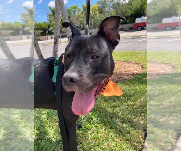 Medium Photo #30 Mutt Puppy For Sale in Pompano Beach , FL, USA