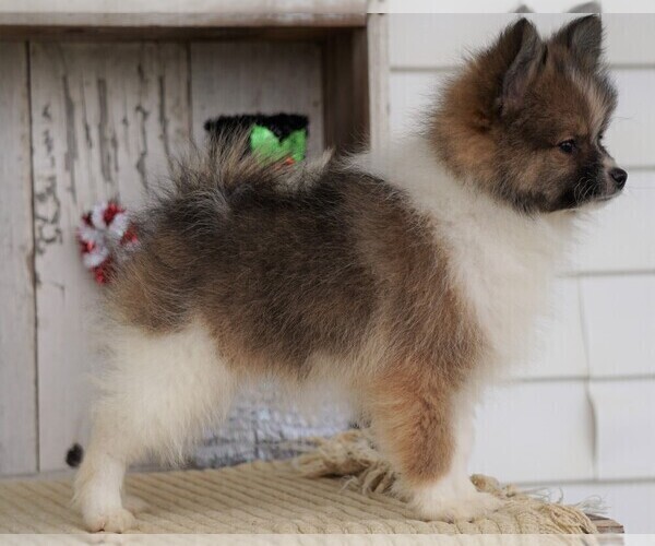 Medium Photo #3 Pomeranian Puppy For Sale in FREDERICKSBG, OH, USA