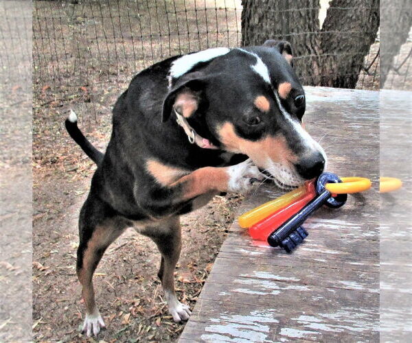 Medium Photo #5 Catahoula Leopard Dog-Unknown Mix Puppy For Sale in Godley, TX, USA