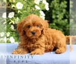 Small #3 Cavapoo