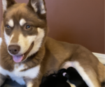 Small Photo #1 Pomsky Puppy For Sale in ROCKFORD, IL, USA