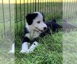 Puppy Puppy 1 Australian Shepherd