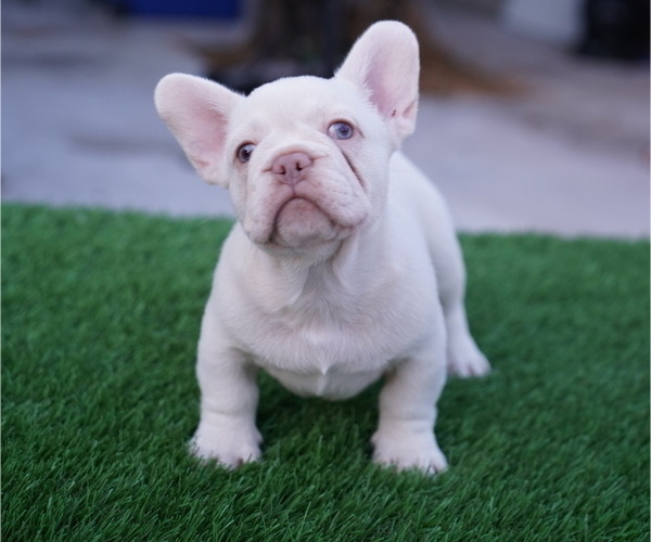 Medium Photo #2 French Bulldog Puppy For Sale in MIAMI, FL, USA