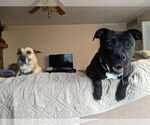 Small #48 American Pit Bull Terrier Mix