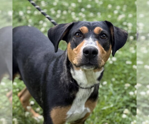 Medium Photo #1 Mutt Puppy For Sale in Yardley, PA, USA
