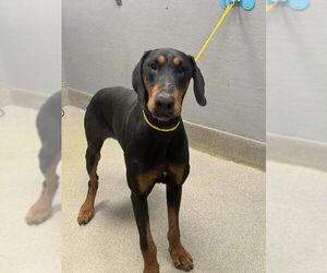Doberman Pinscher-Unknown Mix Dogs for adoption in Las Vegas, NV, USA