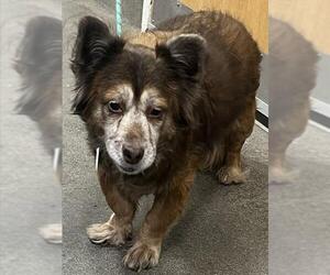 Chihuahua Dogs for adoption in Forestville, MD, USA