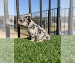 Small #27 French Bulldog