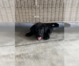 Labrador Retriever Puppy for Sale in WEST POINT, Mississippi USA