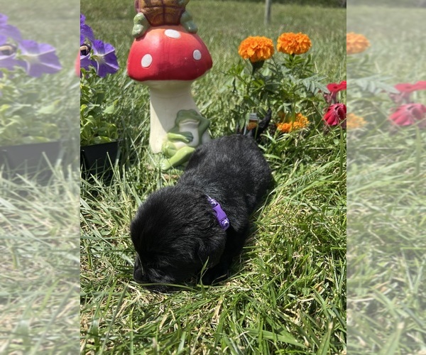 Medium Photo #4 Labrador Retriever Puppy For Sale in NEOLA, WV, USA
