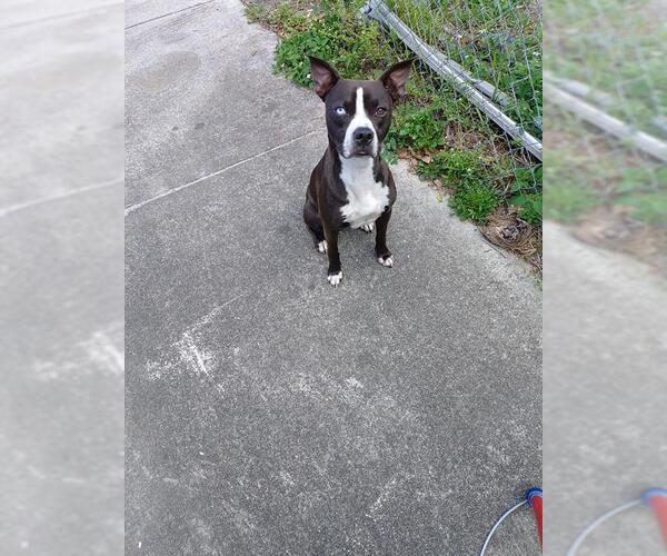 Medium Photo #1 American Staffordshire Terrier Puppy For Sale in Fort Lauderdale, FL, USA