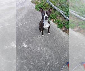 American Staffordshire Terrier Dogs for adoption in Fort Lauderdale, FL, USA