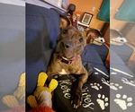 Small Photo #3 Mutt Puppy For Sale in Aurora, CO, USA