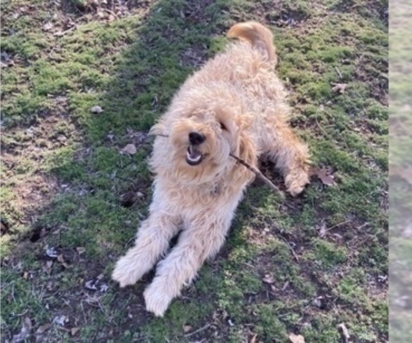 Medium Photo #1 Golden Mountain Doodle  Puppy For Sale in TULSA, OK, USA