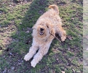 Father of the Golden Mountain Doodle  puppies born on 03/10/2025