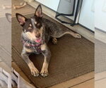 Cinch - Male Australian Shepherd Dog for Adoption - Small photo