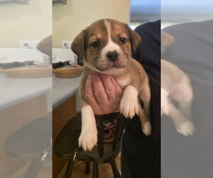 Beagle-Unknown Mix Dogs for adoption in Aurora, IN, USA