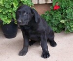 Small Photo #3 Labrador Retriever Puppy For Sale in WESTCLIFFE, CO, USA
