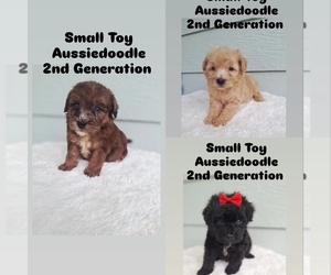 Aussiedoodle Miniature  Puppy for sale in PALM BAY, FL, USA