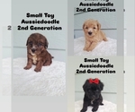 Small Aussiedoodle Miniature 