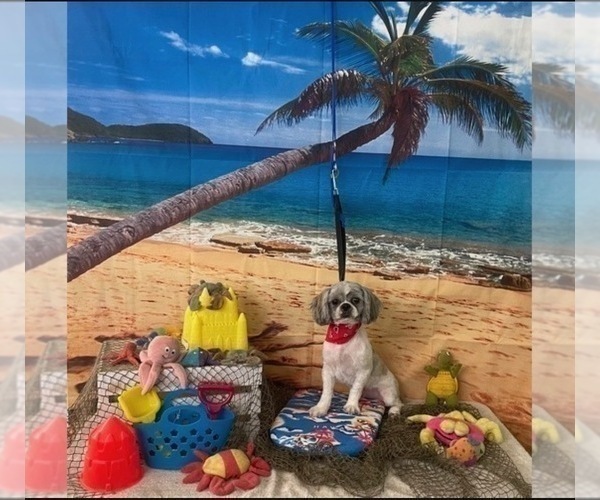 Medium Photo #1 Goldendoodle-Shih Tzu Mix Puppy For Sale in KLONDIKE, TX, USA